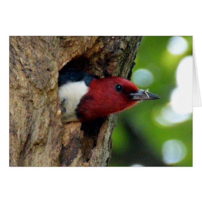 Red-Headed Woodpecker Hälsningskort (Framsidan Horizontal)