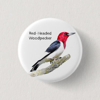 Red-Headed Woodpecker Knapp