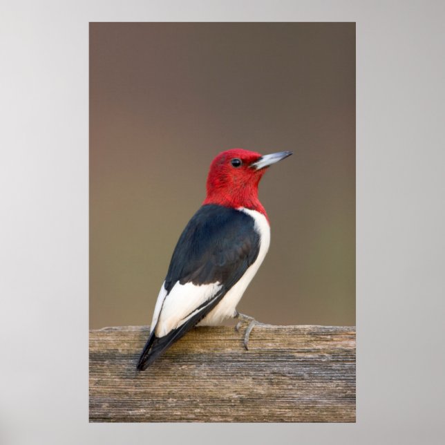 Red-headed Woodpecker on fence Poster (Framsidan)