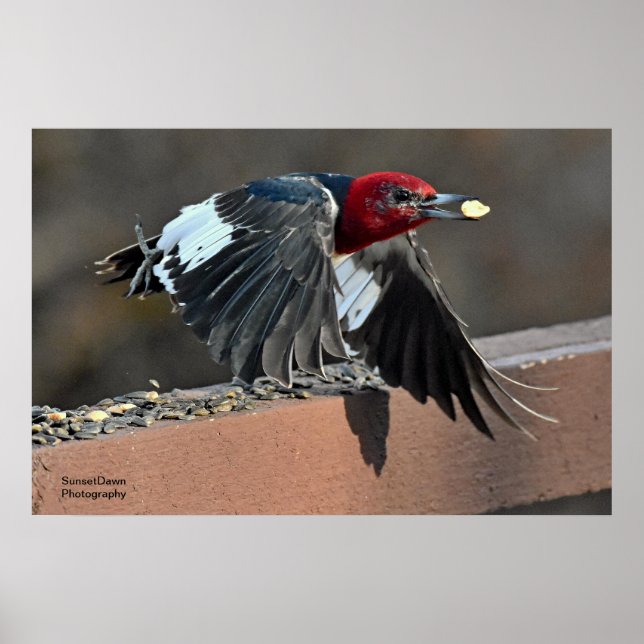 Red-Headed Woodpecker Poster (Framsidan)