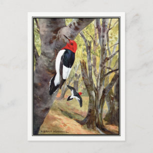 Red-Headed Woodpecker - Robert Bruce Horsfall Vykort