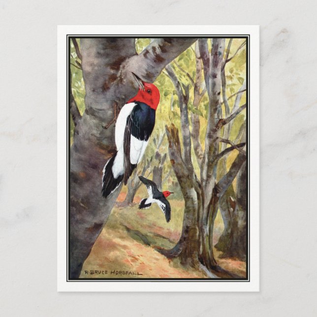 Red-Headed Woodpecker - Robert Bruce Horsfall Vykort (Framsida)