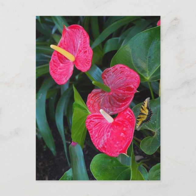 Red Heart Anthurium Plant Inbjudan Vykort (Framsida)