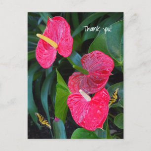 Red Heart Anthurium Plant Vykort