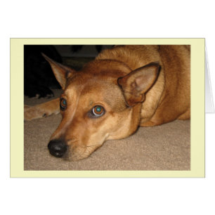 Red Heeler Cattle Hund - Ranch Hund älskare - Blan Hälsningskort