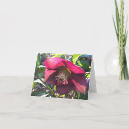Red Helleborus (Lenten Ro) kort (blank)