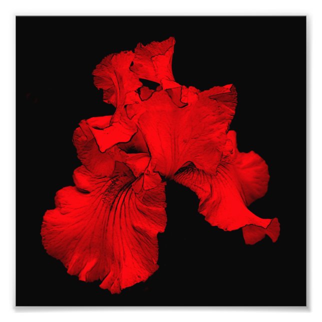 Red Hett Beared Iris Flower Art 8x8 Fototryck (Framsidan)