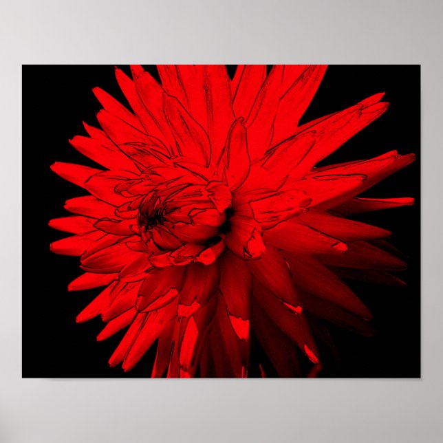 Red Hett Dahlia Flower Poster (Framsidan)