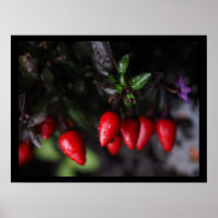 Red Hett Garden Salsa Chili Peppers.