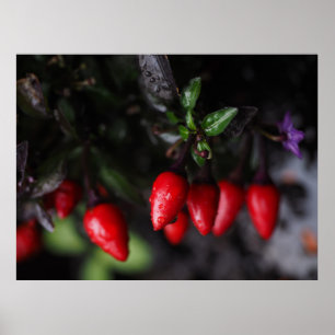 Red Hett Garden Salsa Chili Peppers. Poster