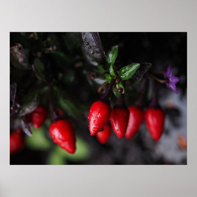 Red Hett Garden Salsa Chili Peppers. Poster (Framsidan)