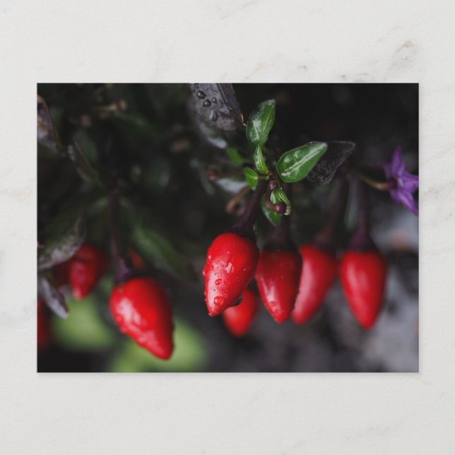 Red Hett Garden Salsa Chili Peppers. Vykort (Framsida)