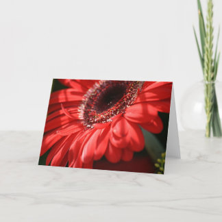 Red Hett Gerbera Kort