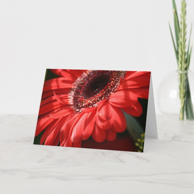 Red Hett Gerbera Kort (Framsida)