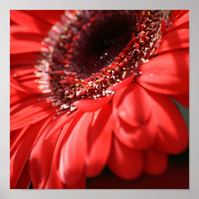 Red Hett Gerbera Poster (Framsidan)