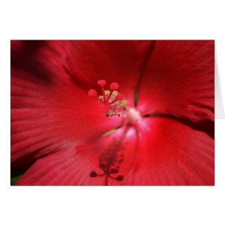 Red Hett Hibiscus Hälsningskort