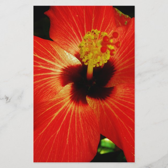 Red Hibiscus (Framsida)