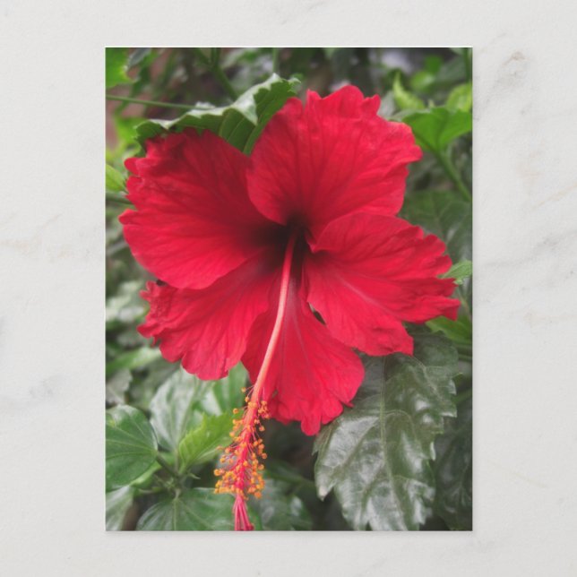 Red Hibiscus 1 Vykort (Framsida)