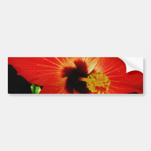 Red Hibiscus Bildekal