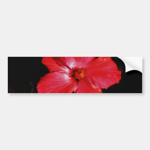 Red Hibiscus Bildekal
