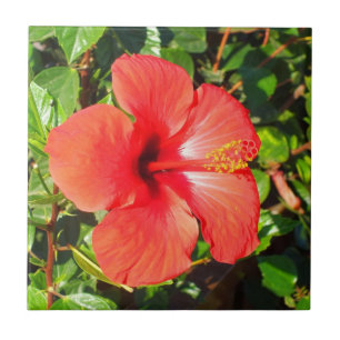 Red Hibiscus blommigt Kakelplatta