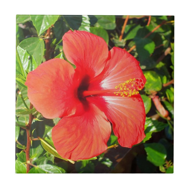 Red Hibiscus blommigt Kakelplatta (Framsidan)