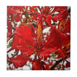 Red Hibiscus Blommigtar Tropical Flowers Nature Kakelplatta