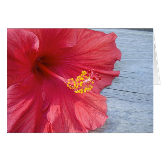 Red Hibiscus Bloom OBS Kort (Framsidan Horizontal)