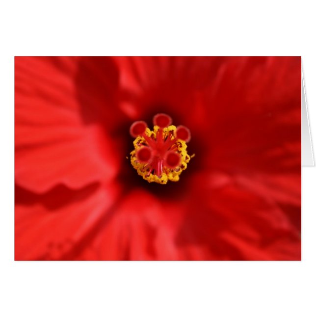 Red Hibiscus Close Card Hälsningskort (Framsidan Horizontal)