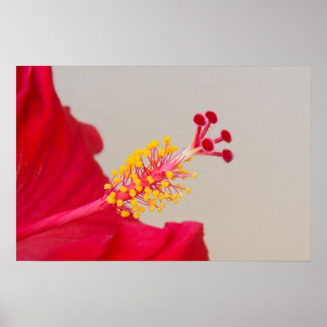 Red Hibiscus Closeup of Pistil and Stamen Poster (Framsidan)