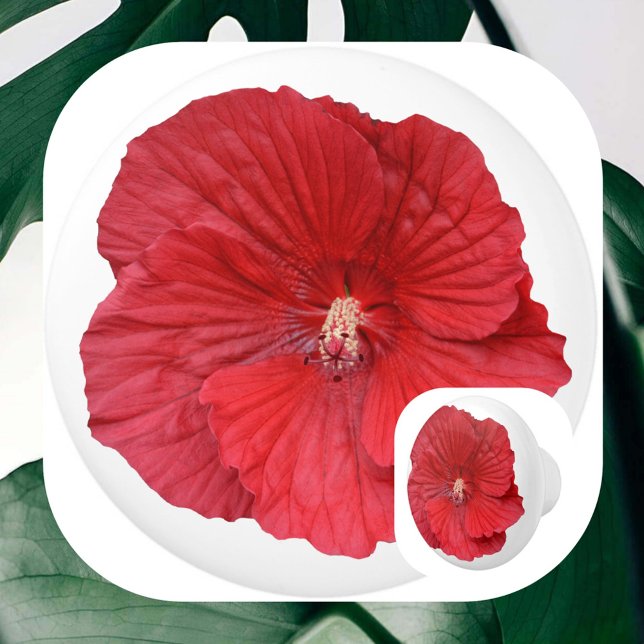 Red Hibiscus Flower Botanical Blommigt Photographi Knopp (Skapare uppladdad)