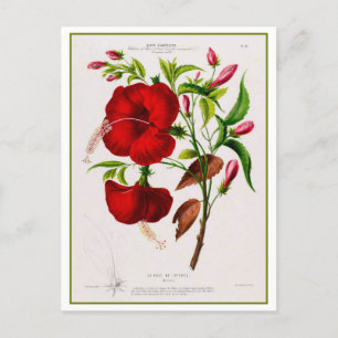 Red Hibiscus Flower Botanical Teckning Vykort