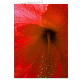 Red Hibiscus Flower Hälsningskort