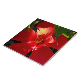 Red Hibiscus Flower i solljus Kakelplatta