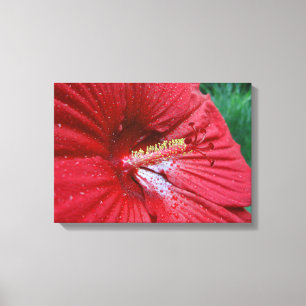 Red Hibiscus Flower med Raindros Photo Canvastryck