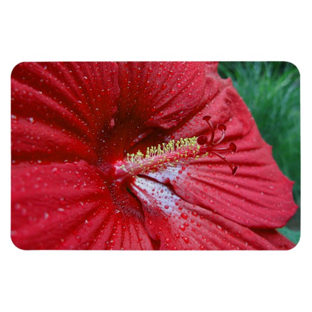 Red Hibiscus Flower med Raindros Photo Magnet (Horisontell)
