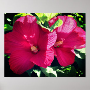 Red Hibiscus Flower Pair Close Up Poster