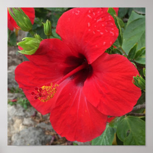 Red Hibiscus Flower Park Güell Barcelona Poster