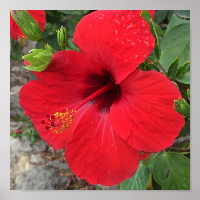 Red Hibiscus Flower Park Güell Barcelona Poster (Framsidan)
