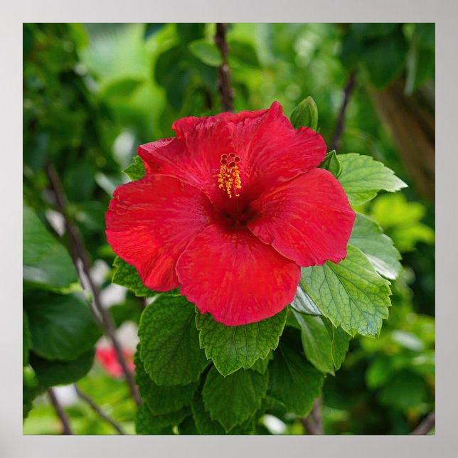 Red Hibiscus Flower Poster (Framsidan)