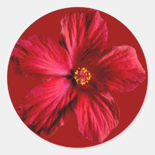 Red Hibiscus Flower Runt Klistermärke