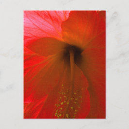 Red Hibiscus Flower Vykort