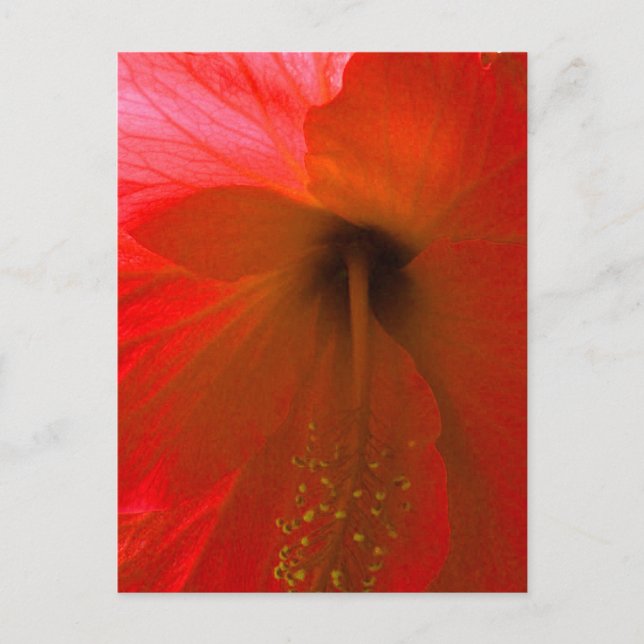 Red Hibiscus Flower Vykort (Framsida)