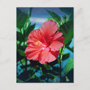 Red Hibiscus Flower Vykort