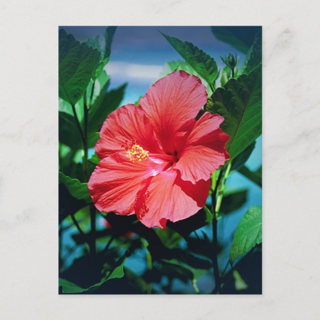 Red Hibiscus Flower Vykort (Framsida)
