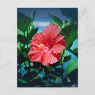 Red Hibiscus Flower Vykort