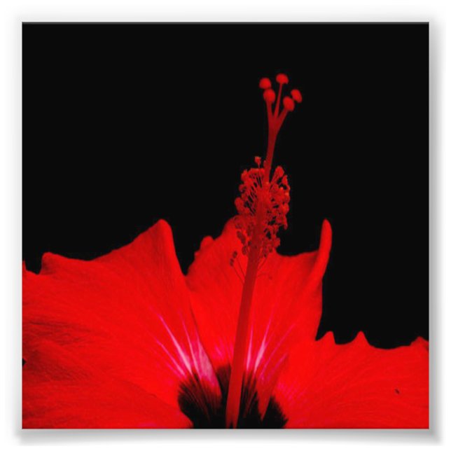Red Hibiscus Fototryck (Framsidan)