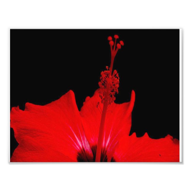 Red Hibiscus Fototryck (Framsidan)