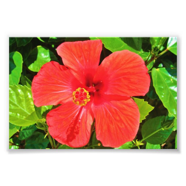 Red Hibiscus - fotoutskrift Fototryck (Framsidan)