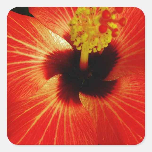 Red Hibiscus Fyrkantigt Klistermärke (Framsida)
